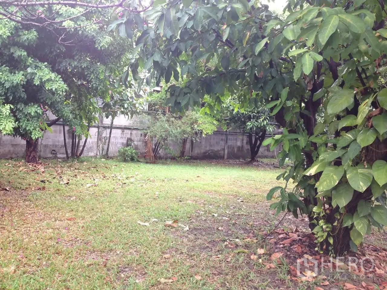 独栋房屋 for rent in Watthana, Bangkok - 宽阔的后院草坪，树林遮荫。