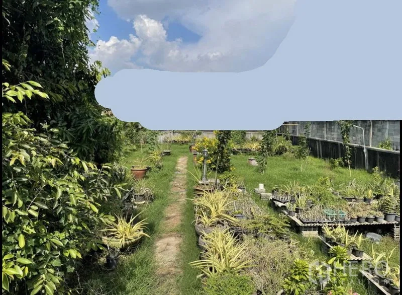 Land for sale in Suan Luang, Bangkok - Central path across the green plot with raised nursery trays and mature trees.