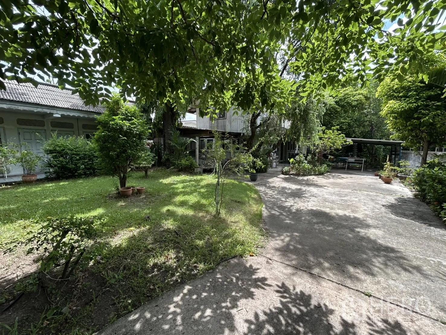 Detached House for sale in Phra Khanong, Bangkok - Lawn and landscaped garden beside the concrete drive under leafy canopies.