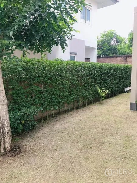 Detached House for sale in Suan Luang, Bangkok - Side lawn with trimmed hedge and a shade tree along the boundary wall.