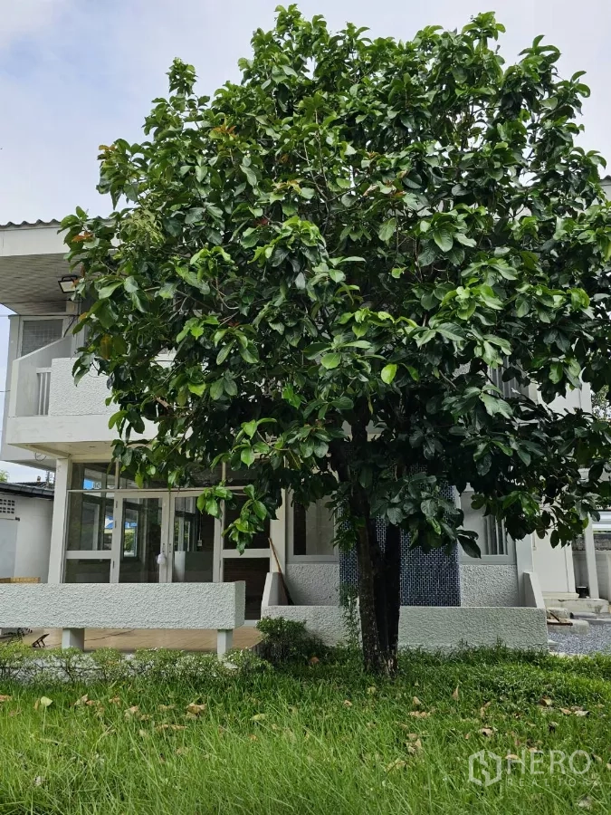 Detached House for rent or sale in Lat Phrao, Bangkok - Mature fruit tree standing in front of the house and lawn.