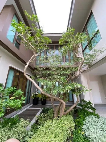 บ้าน ขายในBang Kapi, Bangkok - คอร์ตยาร์ดโล่งรับแสงพร้อมต้นไม้ทรงสวยและพรรณไม้เขียวขจี