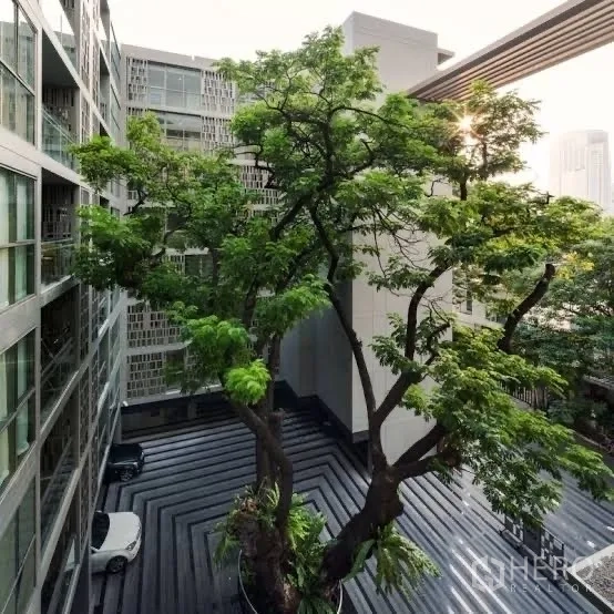 公寓 出售在Watthana, Bangkok - 现代公寓庭院景观，中心有高大乔木与几何铺地。