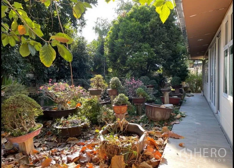 独立式住宅 出租在Khlong Toei, Bangkok - 窗边步道旁的盆景花园与花坛。