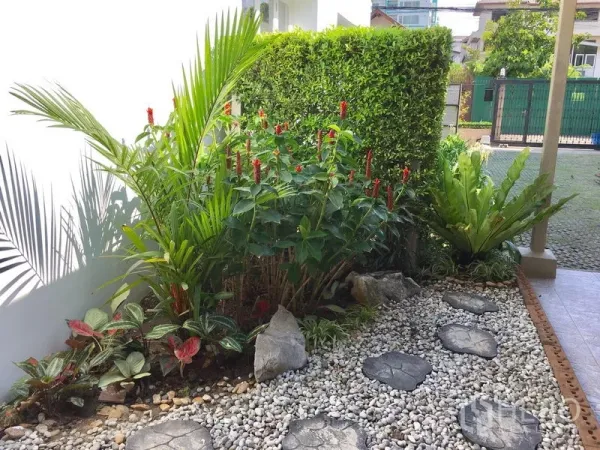 บ้าน ให้เช่าในKhlong Toei, Bangkok - ทางเดินโรยหินพร้อมแผ่นทางเท้าและไม้ประดับเขตร้อนข้างกำแพงสีขาว