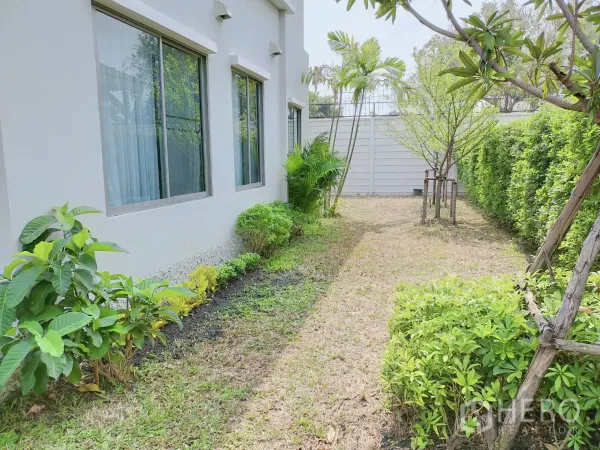 独立式住宅 出租或出售在Lat Krabang, Bangkok - 侧院花园有整齐绿篱、草坪与沿窗植物。