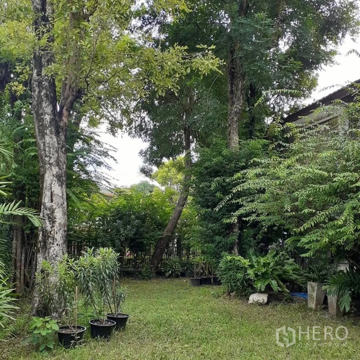 Detached House for rent in Saphan Sung, Bangkok - Spacious private garden with mature trees and lawn.