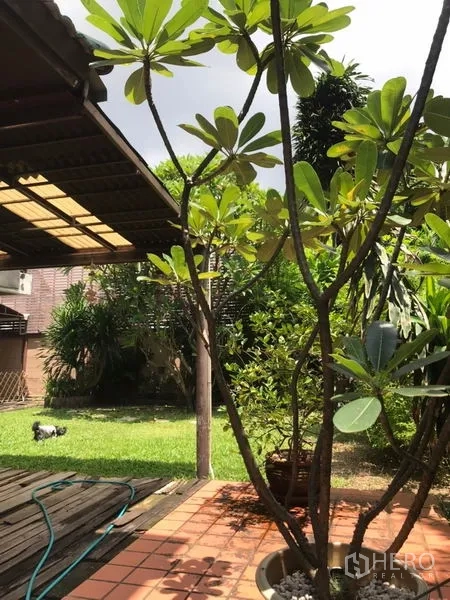 独立式住宅 出售在Lat Phrao, Bangkok - 后院露台铺赤陶砖，带廊架与草坪及鸡蛋花树荫。