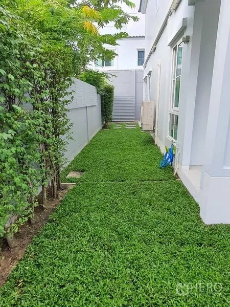 独立式住宅 出租 - 房屋侧院草坪，沿墙绿篱