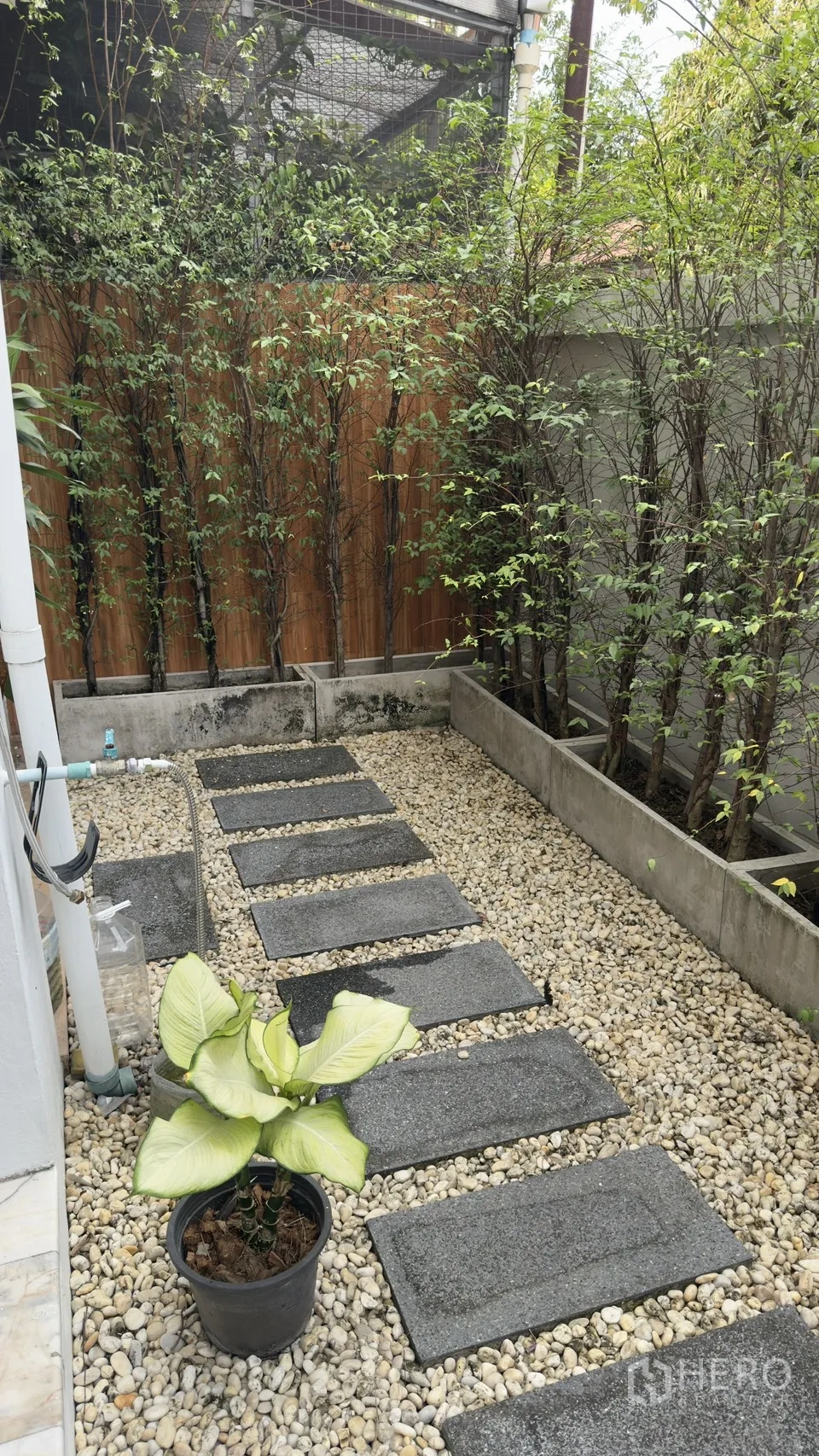 联排别墅 for rent in Watthana, Bangkok - 狭长花园，卵石铺地与踏步石，两侧种有绿篱。