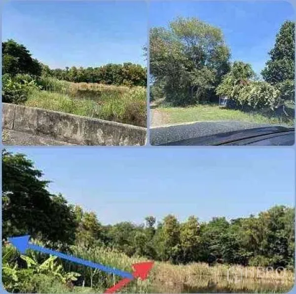 ที่ดิน ให้เช่าหรือขายในSai Mai, Bangkok - ภาพรวมแปลงที่ดินว่างในเขตสายไหม กรุงเทพฯ มีหญ้าขึ้นสูง ต้นไม้ ริมถนนคอนกรีต และท้องฟ้าสีฟ้า พร้อมลูกศรระบุขอบเขตแปลงโดยประมาณ