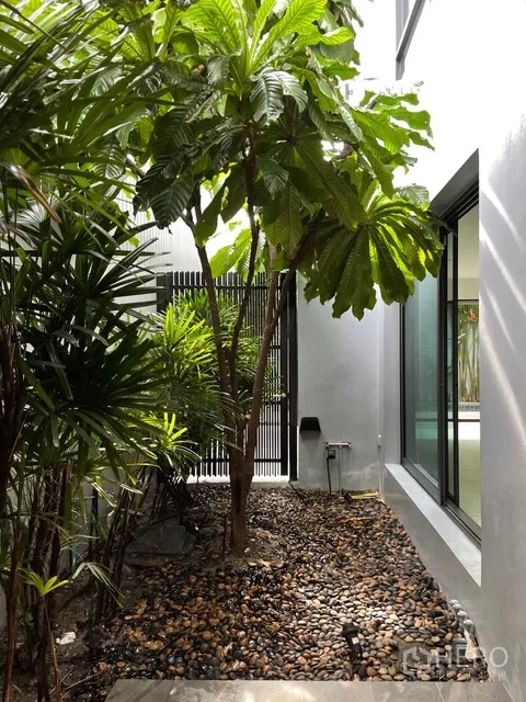 独栋房屋 for rent in Watthana, Bangkok - 房屋侧庭，热带植物与卵石地面，旁有玻璃墙。