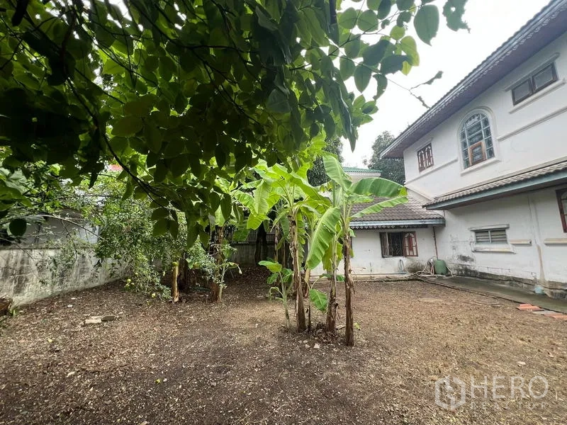 独立式住宅 出售在Phra Khanong, Bangkok - 后院有香蕉树与开阔泥土地。