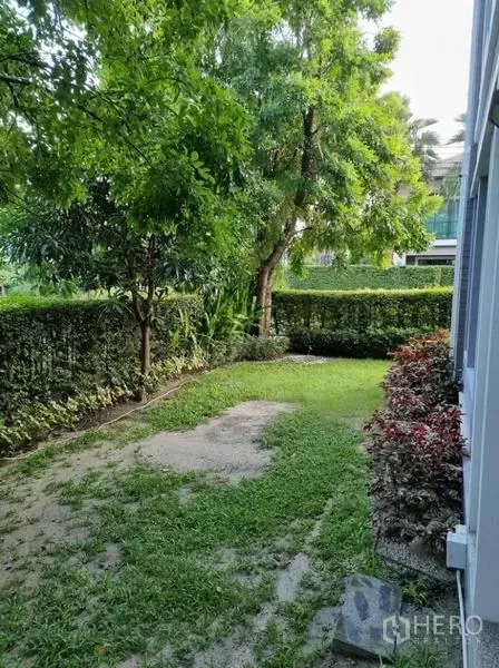 独立式住宅 出售在Suan Luang, Bangkok - 私密后花园，成树与草地并列，绿篱围合保障私密性。