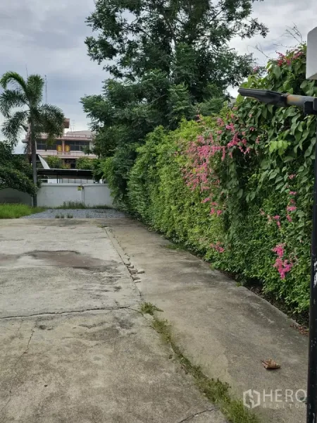 Detached House for rent or sale in Lat Phrao, Bangkok - Side driveway bordered by tall green hedge with pink flowers and a high privacy wall.