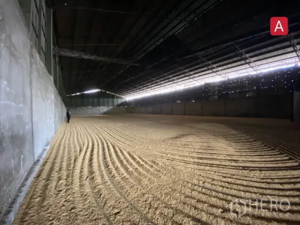 Factory for rent in Chachoengsao - Expansive covered storage zone with ventilated roof and raked bulk material on the floor.