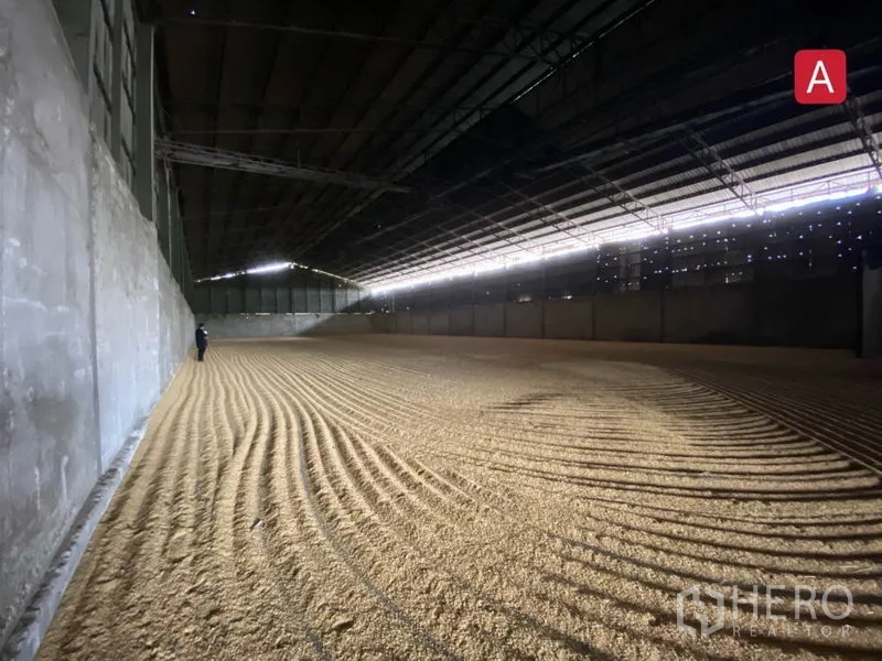 Factory for rent in Chachoengsao - Expansive covered storage zone with ventilated roof and raked bulk material on the floor.