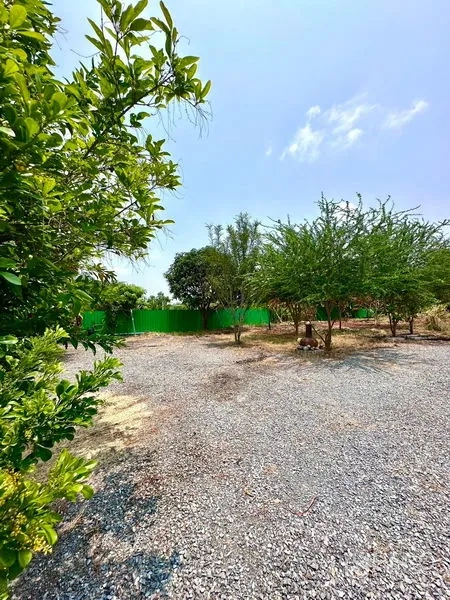 Detached House for sale in Bang Bua Thong, Nonthaburi - Large garden plot with gravel paths, mature trees and a green perimeter fence.