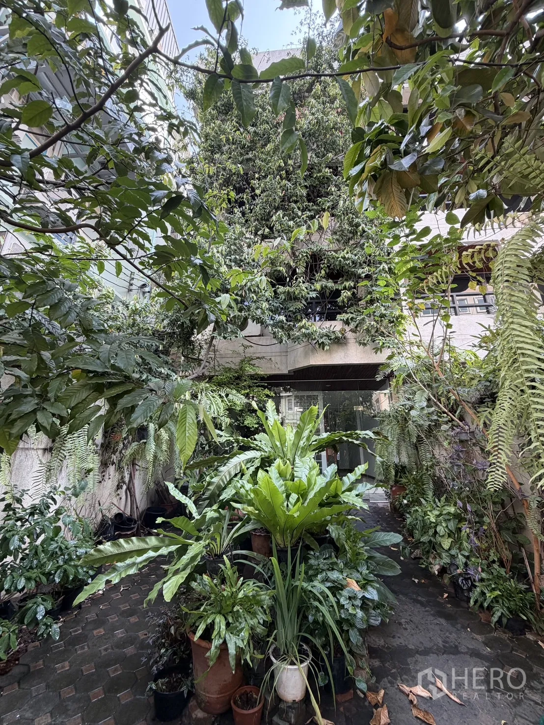 家庭办公室 for rent in Watthana, Bangkok - 郁郁葱葱的花园庭院与盆栽，通向玻璃门入口的家庭式办公室。