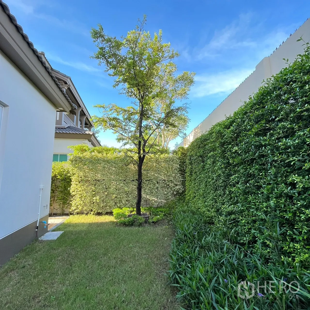 Detached House for rent or sale in Bang Khen, Bangkok - Backyard lawn with tall privacy hedge and single tree.