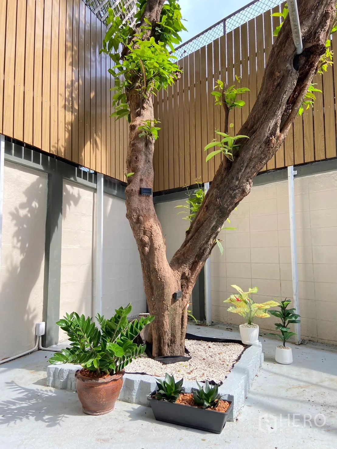 家庭办公室 for rent in Watthana, Bangkok - 庭院内有大树与盆栽，木质隐私围栏环绕