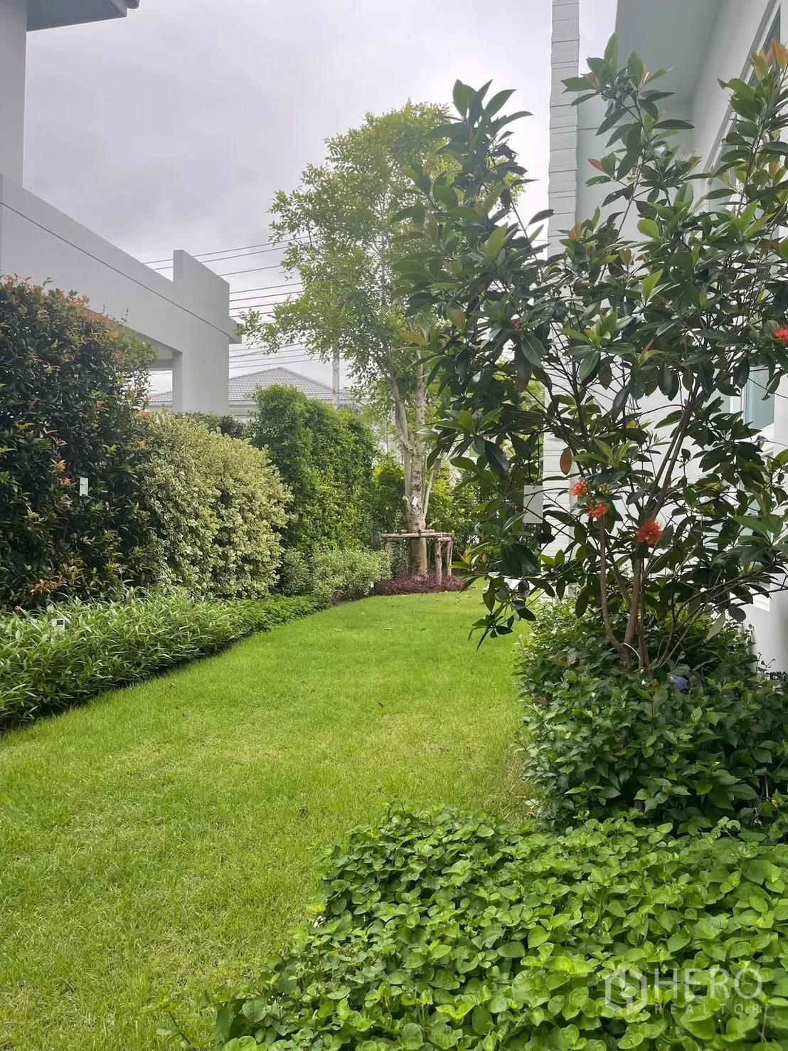 独栋房屋 for rent in Prawet, Bangkok - 侧院草坪，绿篱与成树环绕的花园景。