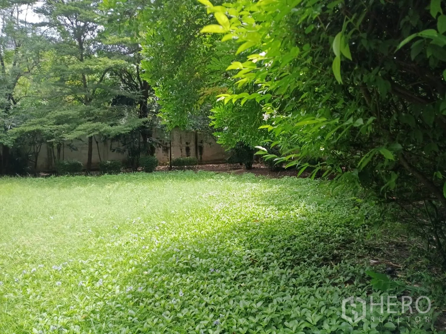 独栋房屋 for sale in Watthana, Bangkok - 广阔草坪与成排树木和绿篱环抱的花园。