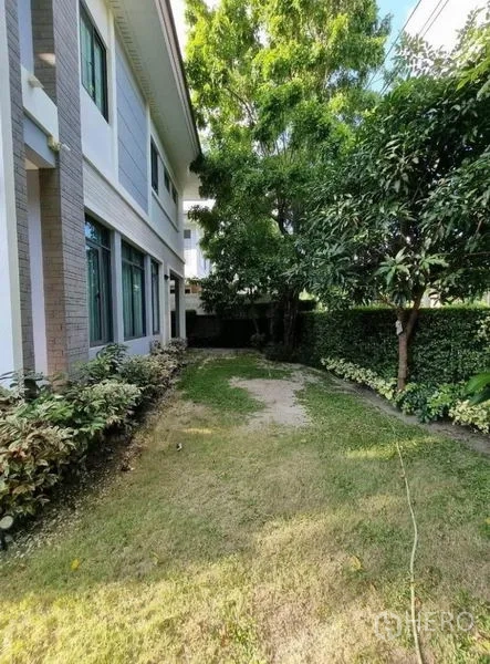 独立式住宅 出售在Suan Luang, Bangkok - 房屋一侧的花园草坪，成树与修剪整齐的绿篱，阴凉宜人。