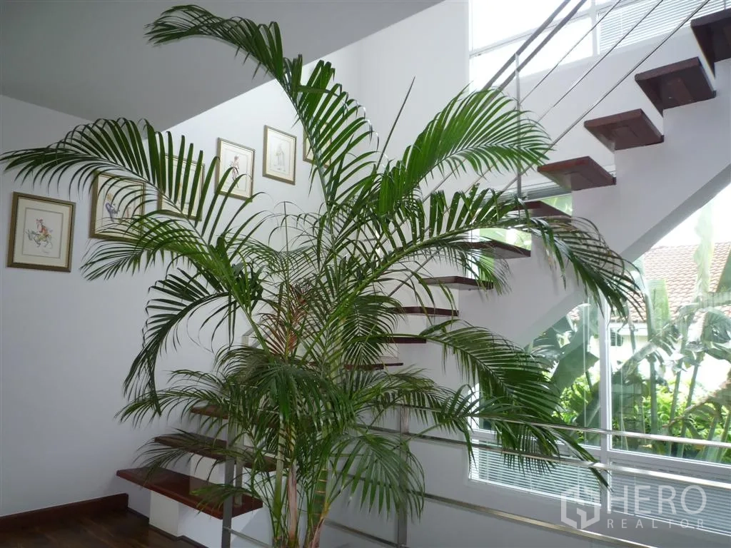 Detached House for rent in Khan Na Yao, Bangkok - Large indoor palm beside a floating staircase with glass and metal balustrade.