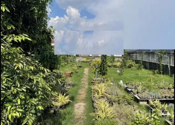 Land for sale in Suan Luang, Bangkok - View down a central path with nursery trays, shrubs and boundary walls on level land.