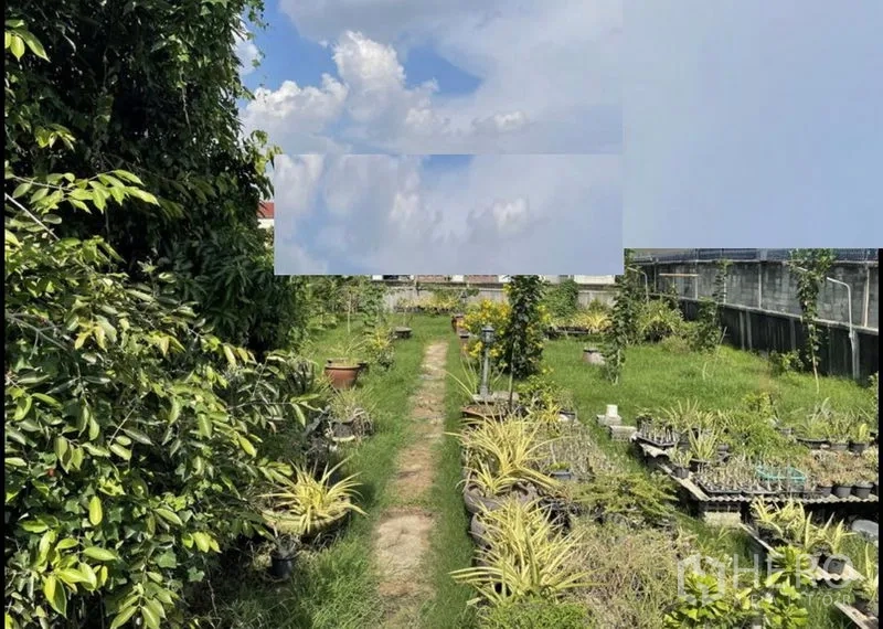 Land for sale in Suan Luang, Bangkok - View down a central path with nursery trays, shrubs and boundary walls on level land.